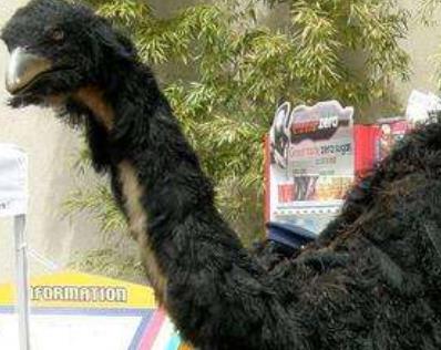 最為怪異的5種滅絕動物盤點 巨型短面袋鼠身高可達到10英尺