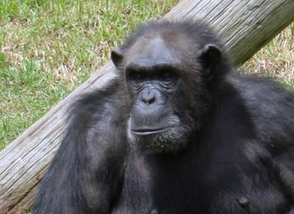 細數科學界五大動物功勛 綿羊多利出生于1996年7月5日