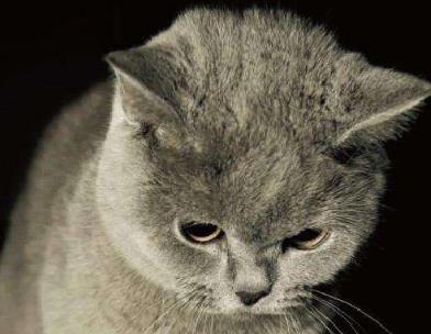 盤點世界科學史上的五只貓 科學家創造出了這只基因改造的熒光貓