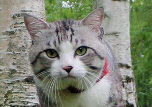 盤點世界科學史上的五只貓 科學家創造出了這只基因改造的熒光貓