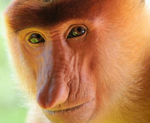 盤點動物界中五大丑星 長鼻猴在亞洲東南部的婆羅洲島
