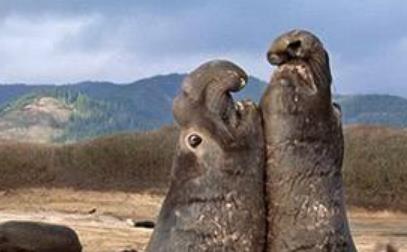 盤點動物界中五大丑星 長鼻猴在亞洲東南部的婆羅洲島