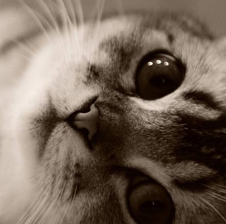 盤點世界科學史上的五只貓 科學家創造出了這只基因改造的熒光貓