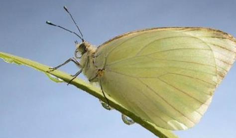 世界四大超能力動物排行 候鳥神奇的地球磁場定位