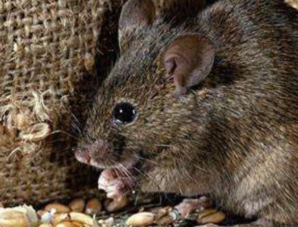 世界四大超能力動物排行 候鳥神奇的地球磁場定位