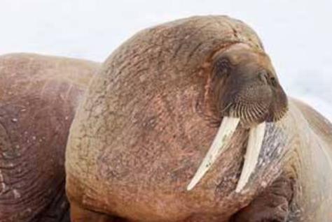 性開放野生動物排行 雄獅子通過聞雌獅子的生殖器來判斷她是否動情