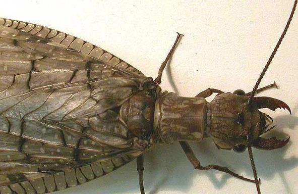 世界三大最丑的動物排行 枯葉龜丑陋的外表的確謀殺了我們的眼睛