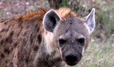 性開放野生動物排行 雄獅子通過聞雌獅子的生殖器來判斷她是否動情