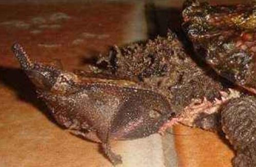 世界三大最丑的動物排行 枯葉龜丑陋的外表的確謀殺了我們的眼睛