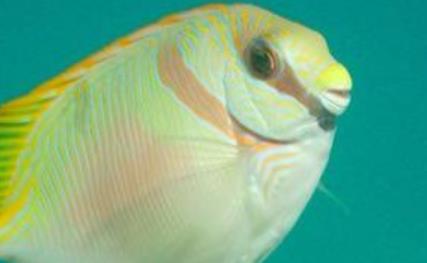 令人恐懼的海洋動物四大暴君 箱形水母憑借獨一無二的致命性問鼎