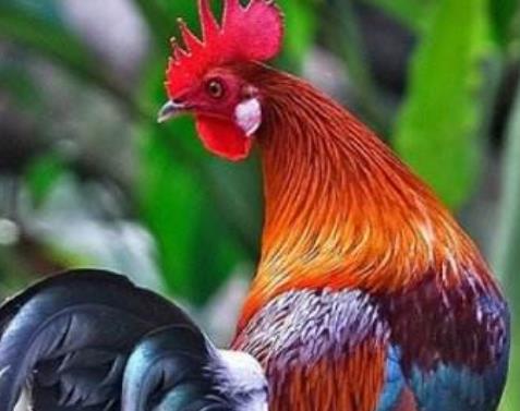 性開放野生動物排行 雄獅子通過聞雌獅子的生殖器來判斷她是否動情