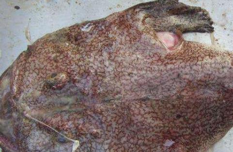 世界三大最丑的動物排行 枯葉龜丑陋的外表的確謀殺了我們的眼睛