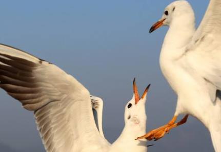 世界四大超能力動物排行 候鳥神奇的地球磁場定位
