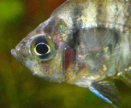 世界四大超能力動物排行 候鳥神奇的地球磁場定位