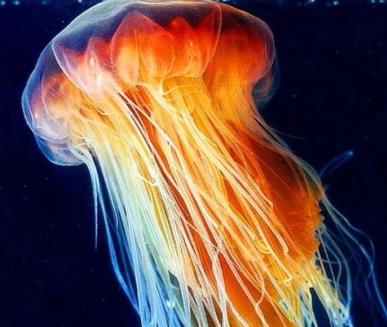 令人恐懼的海洋動物四大暴君 箱形水母憑借獨一無二的致命性問鼎