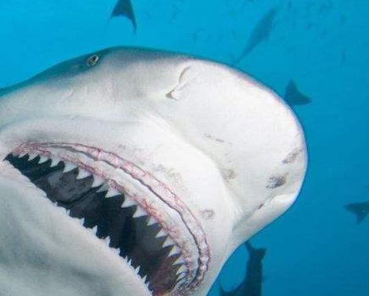 令人恐懼的海洋動物四大暴君 箱形水母憑借獨一無二的致命性問鼎