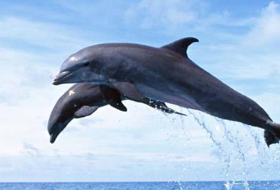 性開放野生動物排行 雄獅子通過聞雌獅子的生殖器來判斷她是否動情