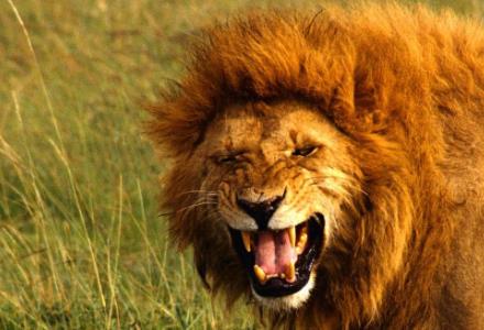 性開放野生動物排行 雄獅子通過聞雌獅子的生殖器來判斷她是否動情