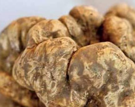 全球最貴的五種食物排行 藏紅花每磅約1.5萬美元