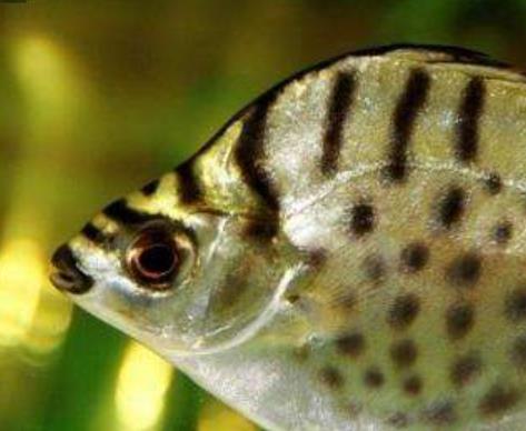 全球最貴的五種食物排行 藏紅花每磅約1.5萬美元