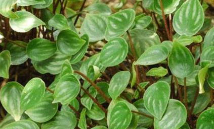 甘肅張掖土特產品排行 小河紅棗果形較小但肉質細密