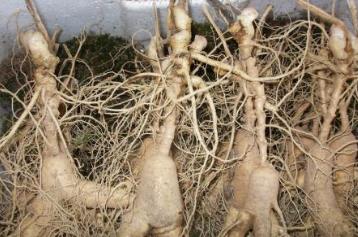 遼寧丹東土特產品排行 丹東板栗調羹烹菜