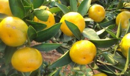 江西地方特產排行榜 南豐蜜桔皮薄核小