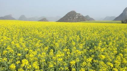 遼寧鐵嶺土特產(chǎn)品排行 黃花菜營(yíng)養(yǎng)十分豐富