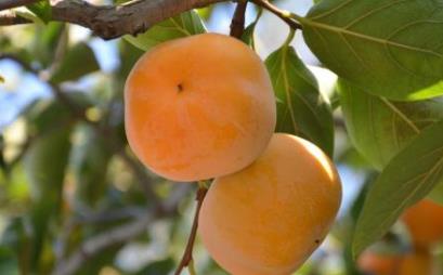 山西晉城土特產(chǎn)品排行榜 長山藥是一種營養(yǎng)豐富的食品