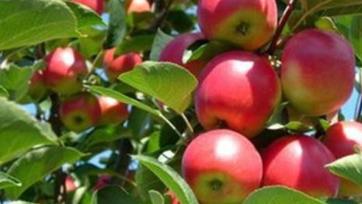 山西晉城土特產(chǎn)品排行榜 長山藥是一種營養(yǎng)豐富的食品