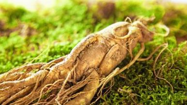 黑龍江牡丹江土特產品排行 榛蘑是黑龍江長白山特有的山珍之一