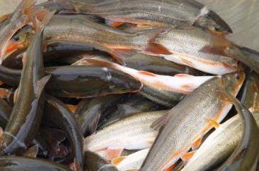 黑龍江牡丹江土特產品排行 榛蘑是黑龍江長白山特有的山珍之一