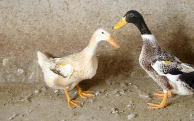 湖南株洲土特產(chǎn)品排行 鹿茸酒可以幫助人體調(diào)節(jié)新陳代謝