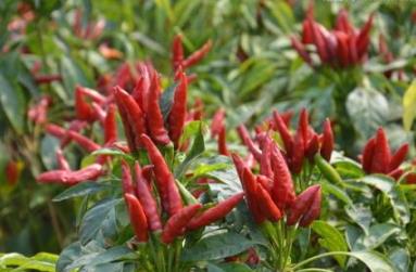 湖南株洲土特產(chǎn)品排行 鹿茸酒可以幫助人體調(diào)節(jié)新陳代謝