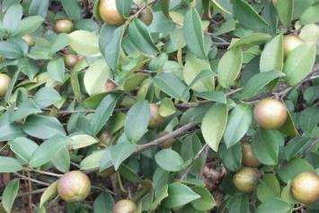 湖南株洲土特產(chǎn)品排行 鹿茸酒可以幫助人體調(diào)節(jié)新陳代謝