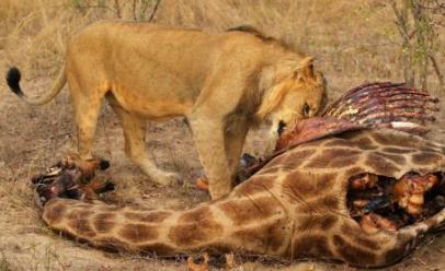 世界五大樹(shù)屋旅店排行 在查克理樹(shù)屋看日落絲絲滑落