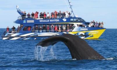 盤點世上最詩情畫意的地區 凱庫拉是新西蘭南島上的一個小漁村