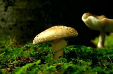 世界上最奇特的地方 螺旋森林位于德國達姆施塔特