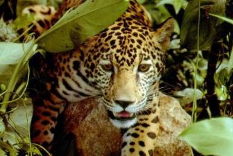 世界上最美的熱帶雨林 亞馬遜熱帶雨林占地14億英畝(6.4億公頃)