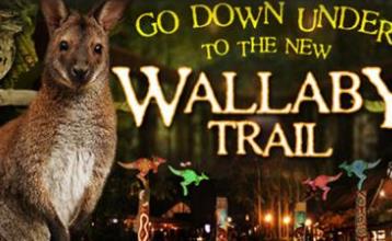 世界最美夜景賞玩拍攝地 加特林堡的同步螢火蟲