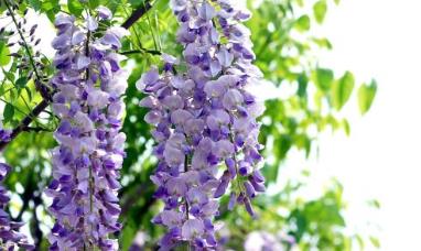 真實(shí)存在的世界美景 多姿多彩的紫藤隧道