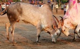盤點印度人的禁忌 額頭上的紅點稱作Bindi(吉祥痣)