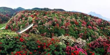 中國(guó)適合春季旅游的5a景區(qū) 杭州西湖風(fēng)景名勝區(qū)位于杭州市中心