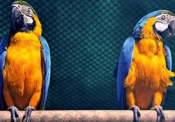 寵物壽命排行榜 錦鯉壽命極長 平均約為70歲