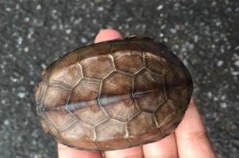 寵物壽命排行榜 錦鯉壽命極長 平均約為70歲