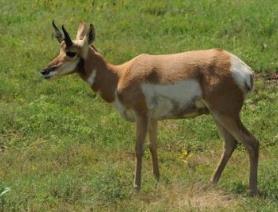 世界上跑得最快的狗排行榜 靈緹平均時速達60公里 是徑賽場冠軍