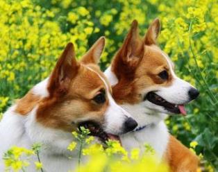 什么寵物狗最好養(yǎng) 中華田園犬性格溫柔 是看家護(hù)院能手