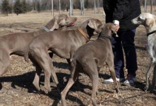 世界上跑得最快的狗排行榜 靈緹平均時速達60公里 是徑賽場冠軍