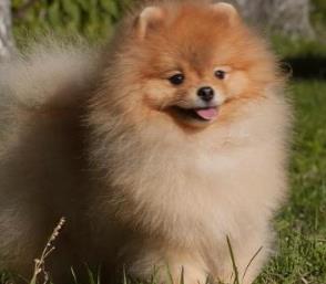 世界上最可愛的犬類排行榜 斗牛犬是犬科犬屬的動物