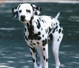 世界上跑得最快的狗排行榜 靈緹平均時速達60公里 是徑賽場冠軍